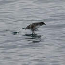 Puffinure plongeur