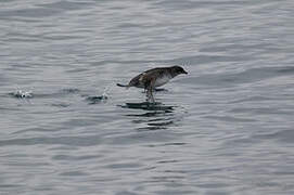 Common Diving Petrel