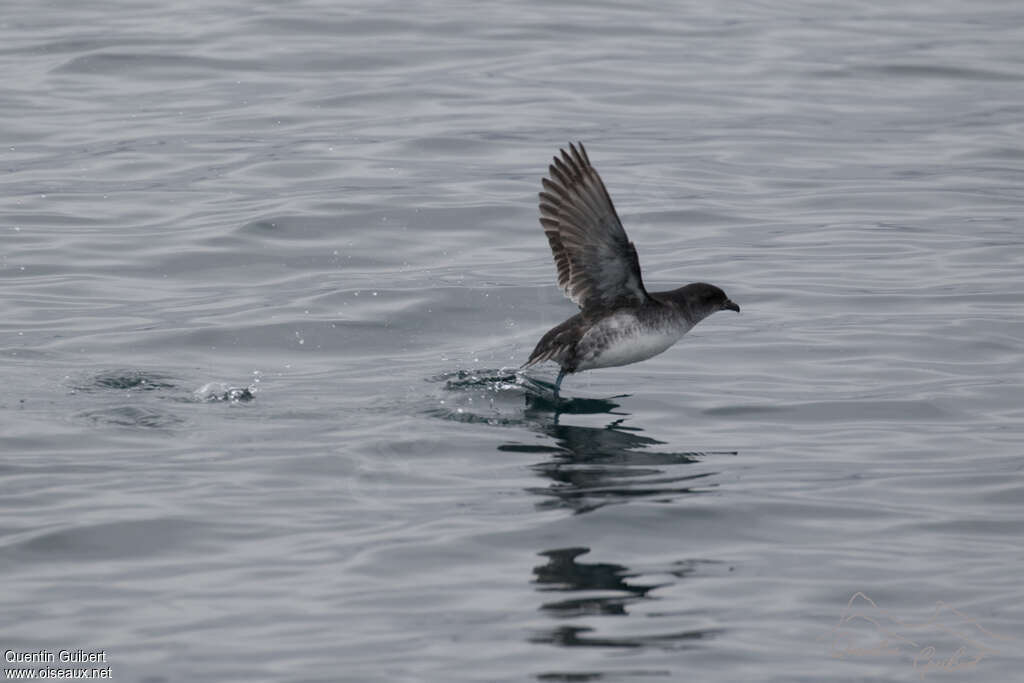 Common Diving Petreladult, Behaviour