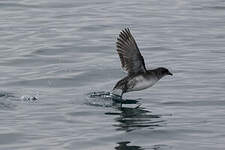 Puffinure plongeur