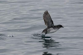 Common Diving Petrel