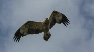 White-bellied Sea Eagle