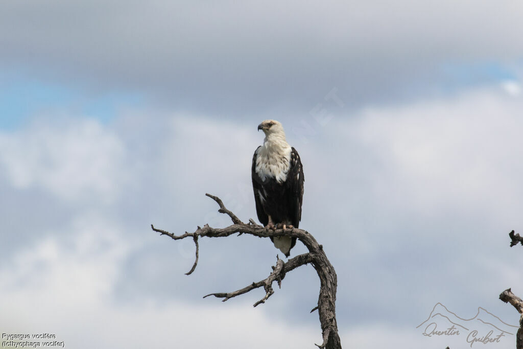 African Fish Eagleimmature