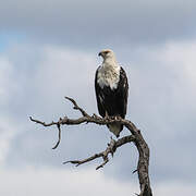 African Fish Eagle