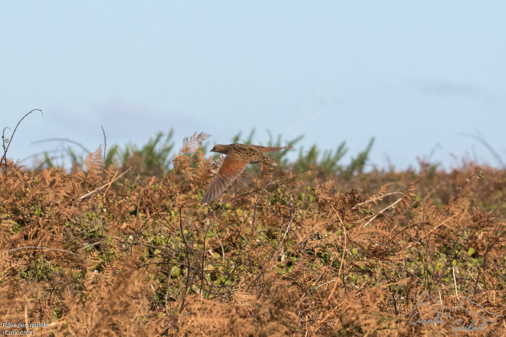 Corn Crake