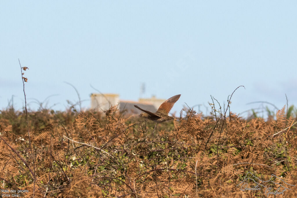 Corn Crake