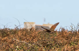 Corn Crake