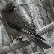 Grey Currawong