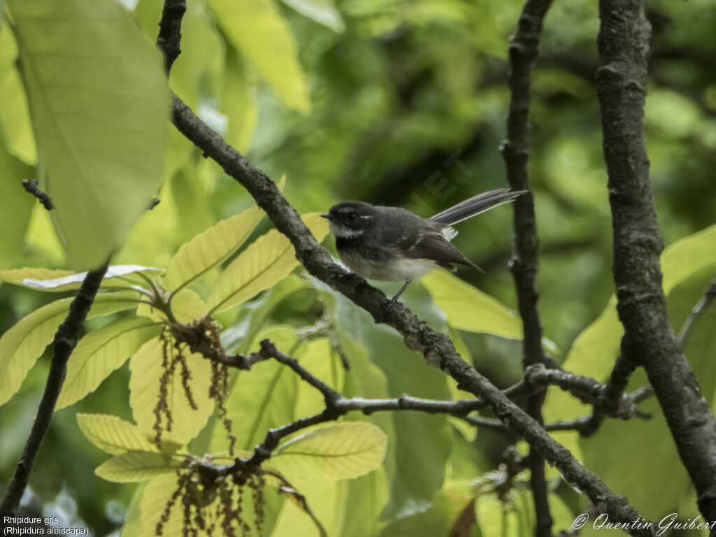 Grey Fantail, identification