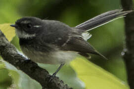 Grey Fantail