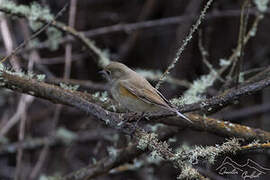 Red-flanked Bluetail