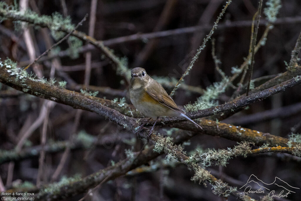 Red-flanked Bluetail