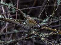 Robin à flancs roux