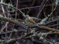 Red-flanked Bluetail