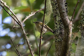 Madeira Firecrest