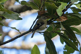 Madeira Firecrest