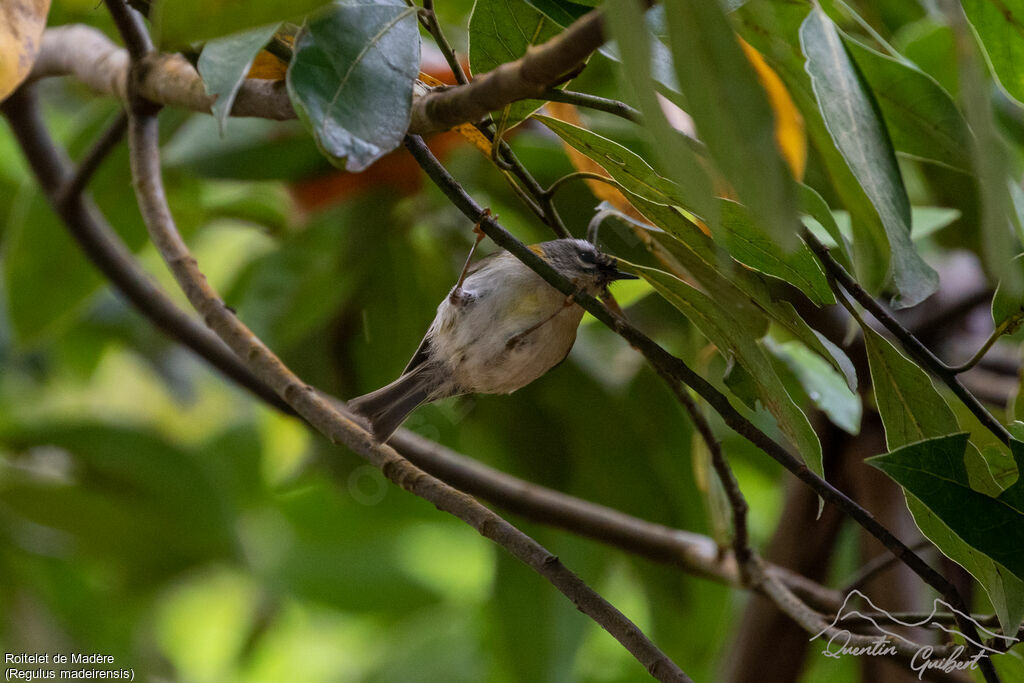 Madeira Firecrest