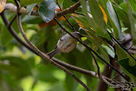 Madeira Firecrest