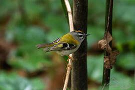 Madeira Firecrest