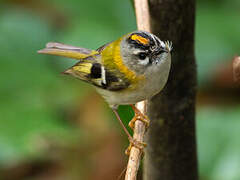 Madeira Firecrest