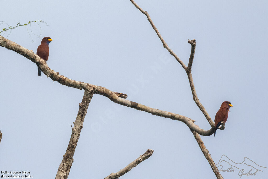 Blue-throated Roller