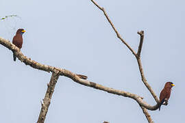 Blue-throated Roller