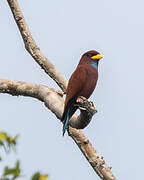 Blue-throated Roller