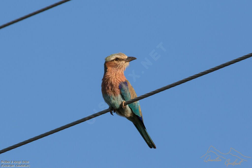 Lilac-breasted RollerFirst year