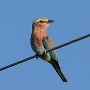 Lilac-breasted Roller