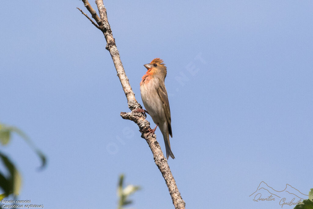 Common Rosefinch