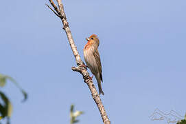 Common Rosefinch