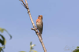 Common Rosefinch