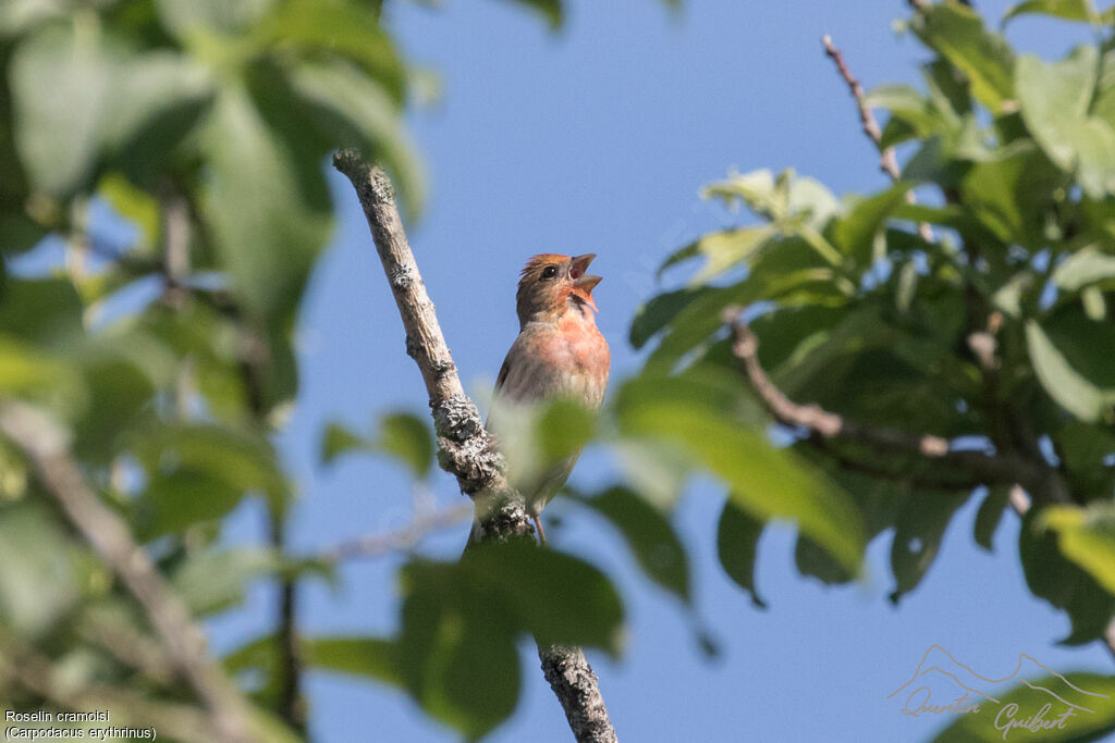 Common Rosefinch