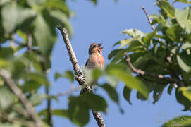 Common Rosefinch