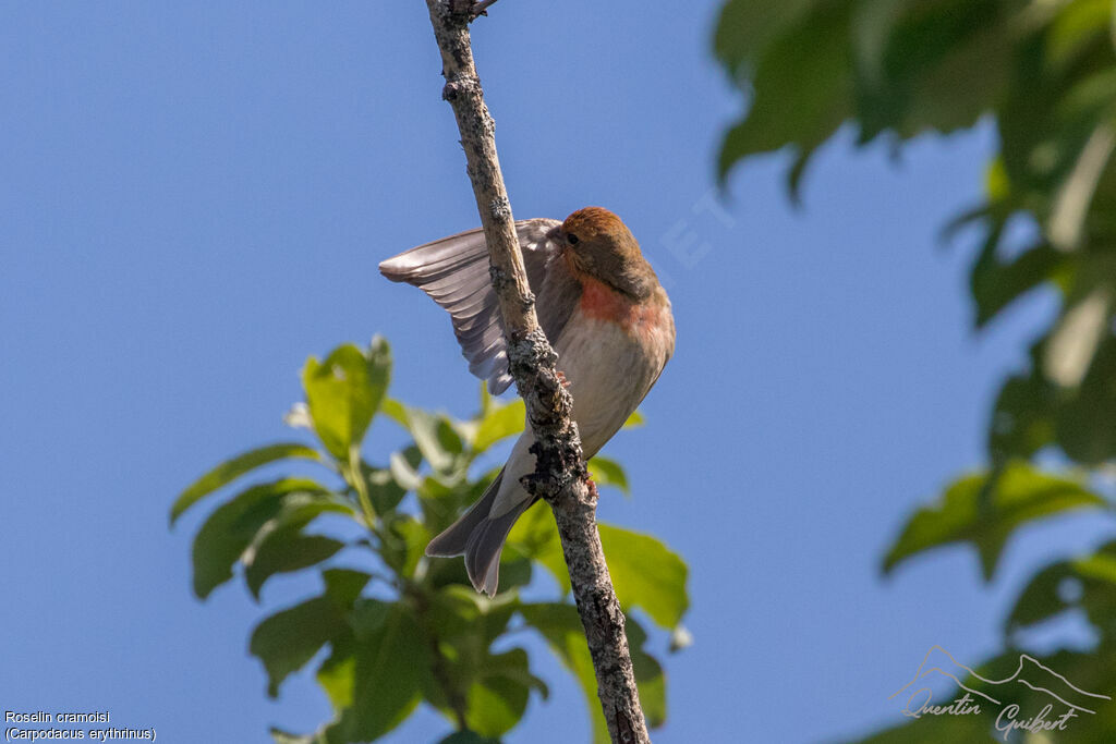 Common Rosefinch