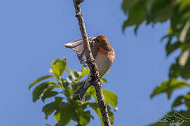 Common Rosefinch