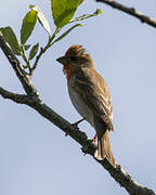 Common Rosefinch