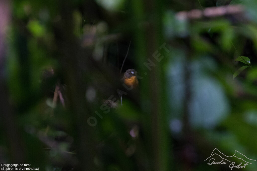 Rougegorge de forêtadulte nuptial, identification