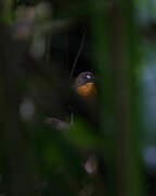 Forest Robin