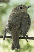 European Robin