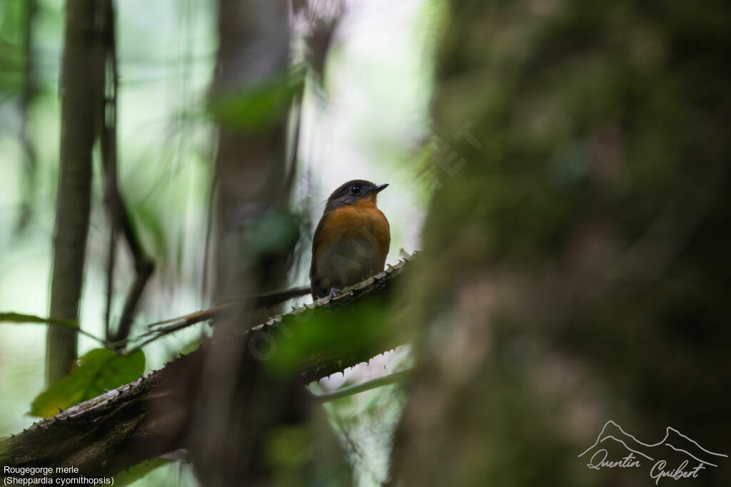 Lowland Akalatadult, identification