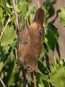 Rousserolle effarvatte