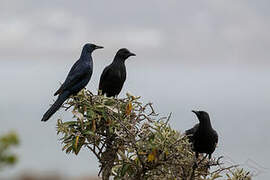 Red-winged Starling