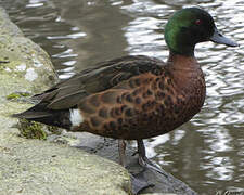 Chestnut Teal