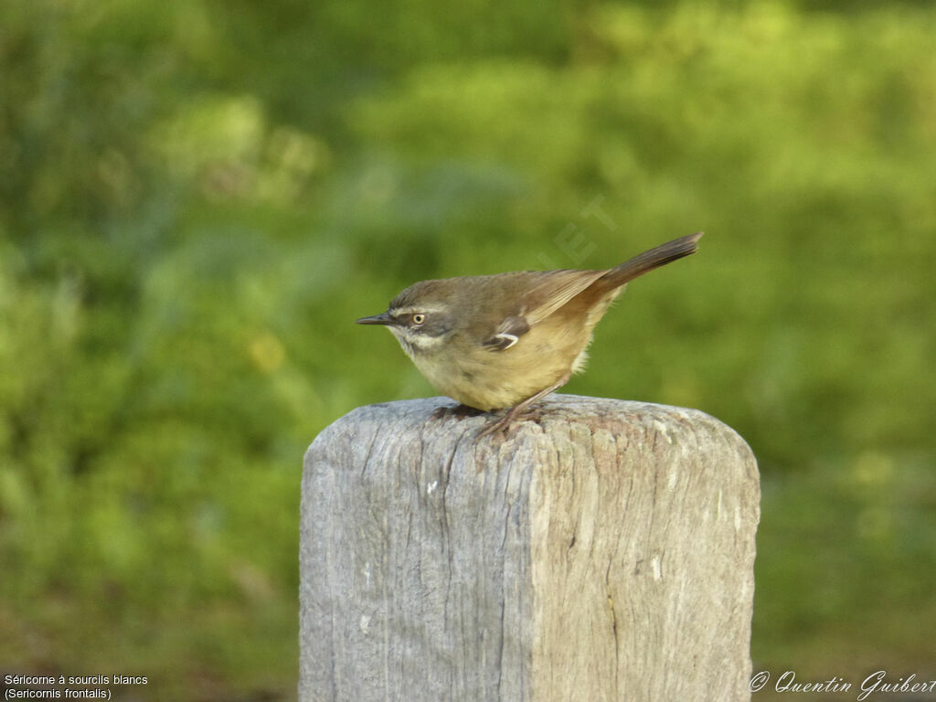 White-browed Scrubwren