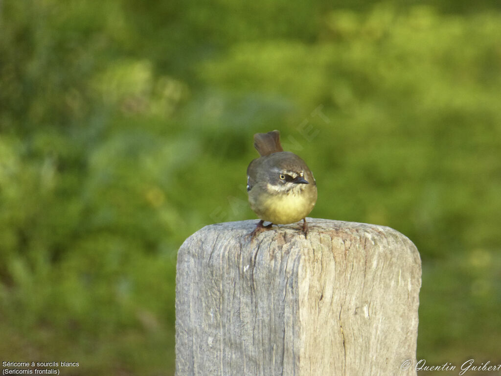 White-browed Scrubwren