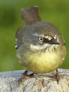 White-browed Scrubwren