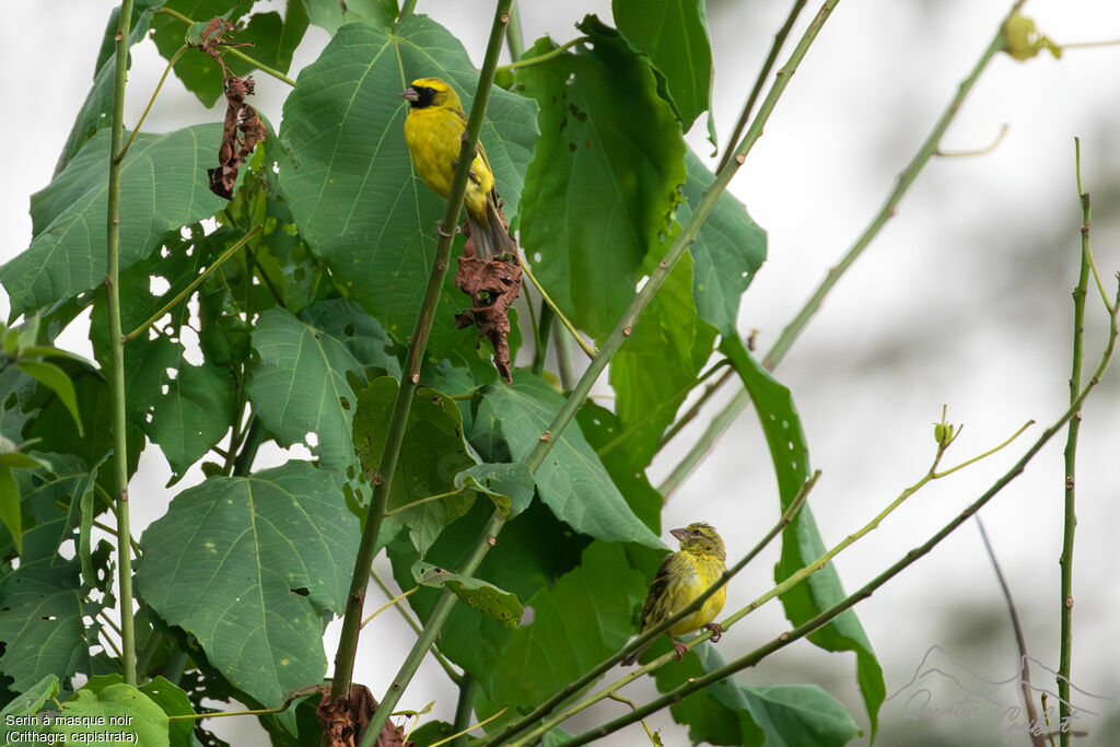 Serin à masque noiradulte