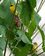 Black-faced Canary