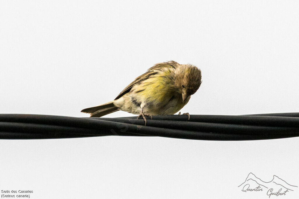 Serin des Canaries, identification